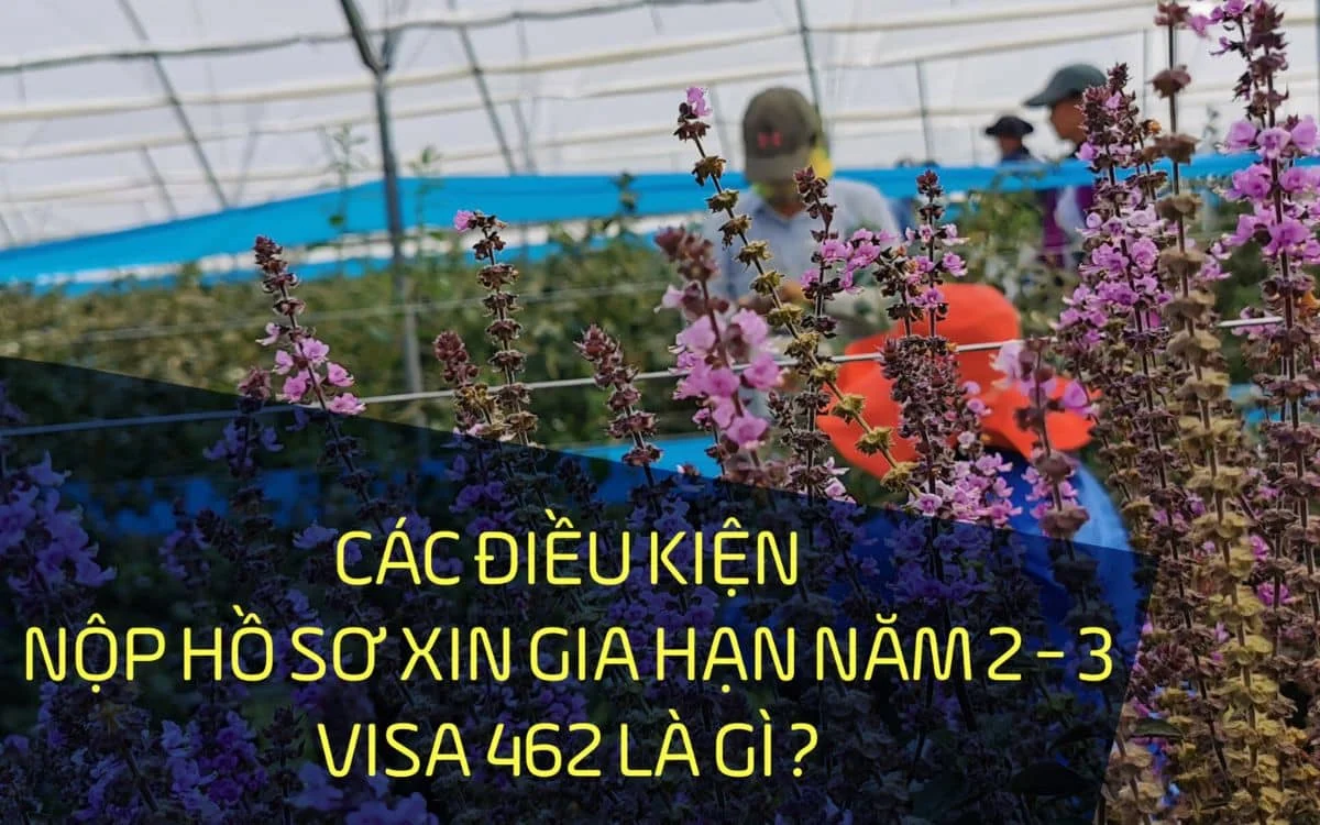 điều kiện gia hạn visa 462 là gì
